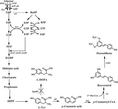 Frontiers | Enhanced Production Of Pterostilbene In Escherichia Coli ...